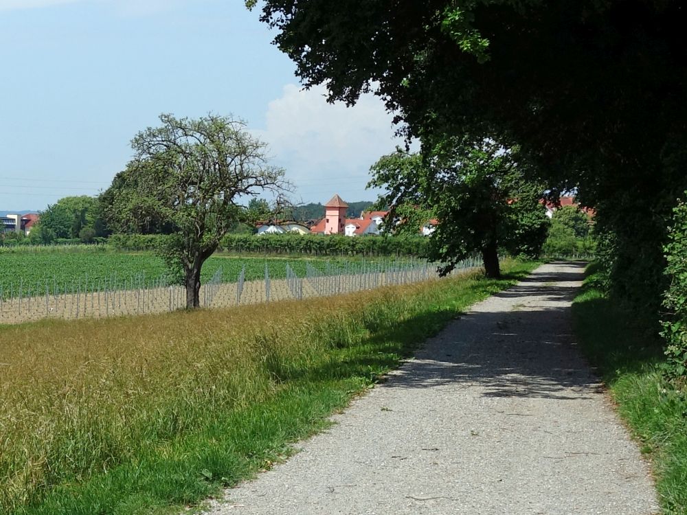 Wirtschaftsweg bei Daisendorf