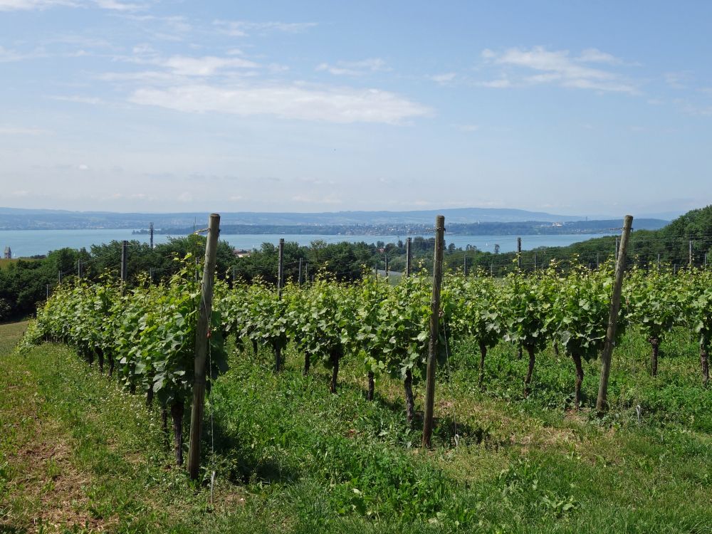 Weinreben und Bodensee