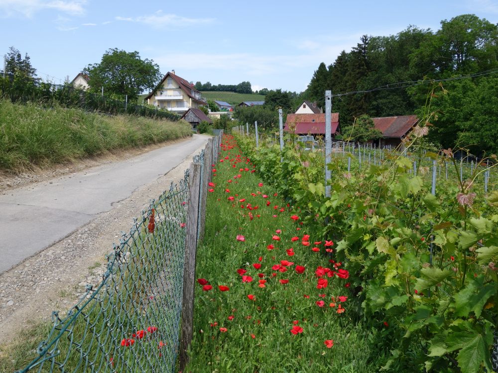 Mohnblumen an der Harlacher Strasse