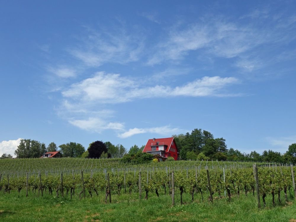 Weinreben zwischen Hagnau und Meersburg