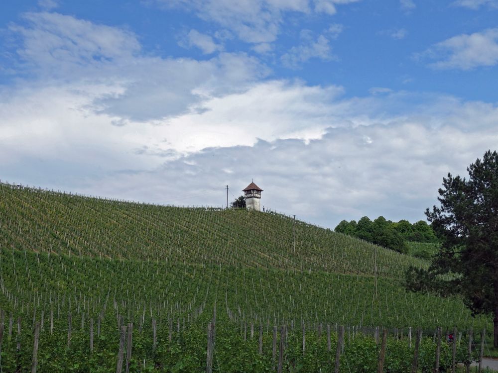 Weinberg bei Haltnau