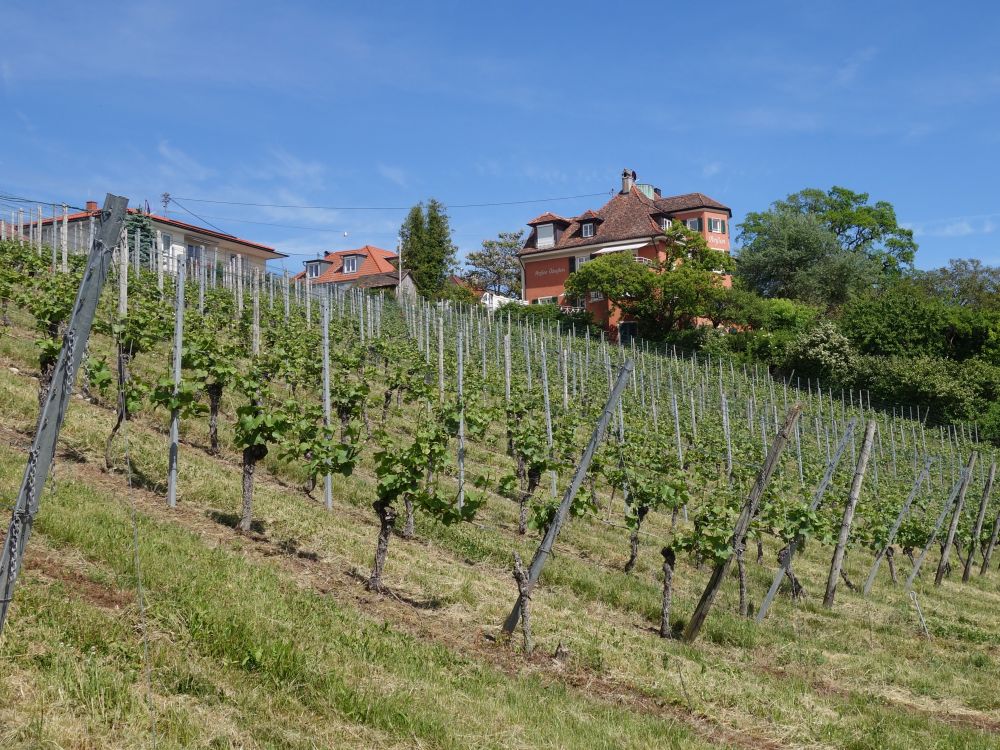 Weinberg bei Pension Ödenstein