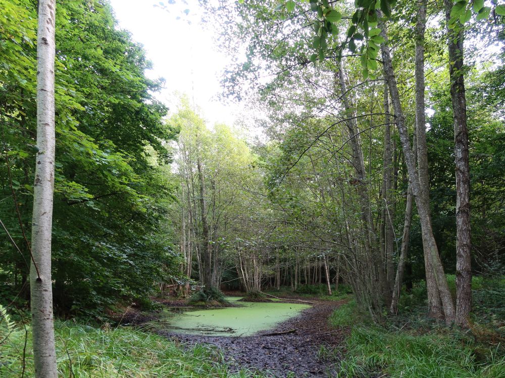 Teich im Weiherholz