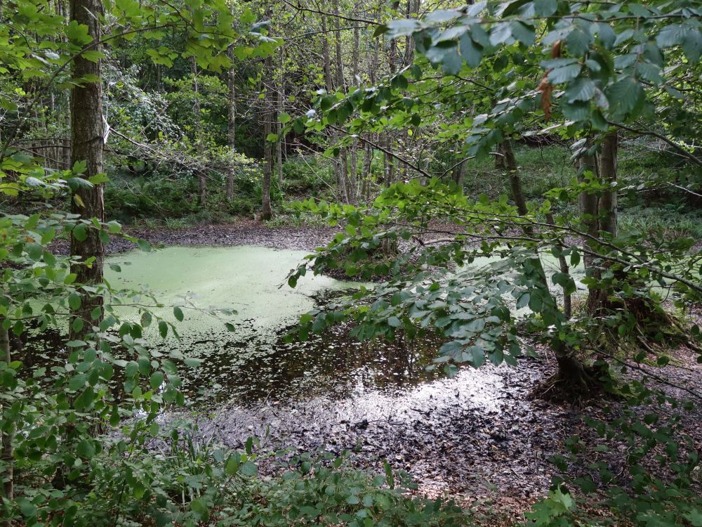 Teich im Weiherholz