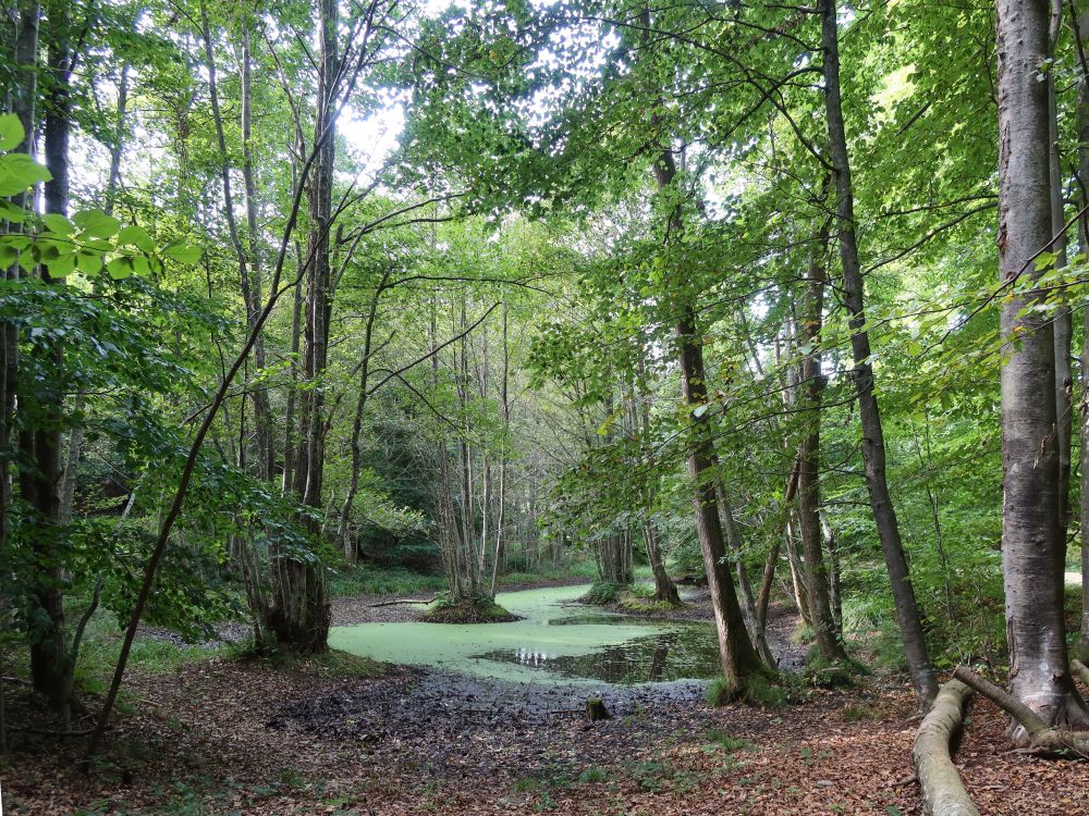 Teich im Weiherholz