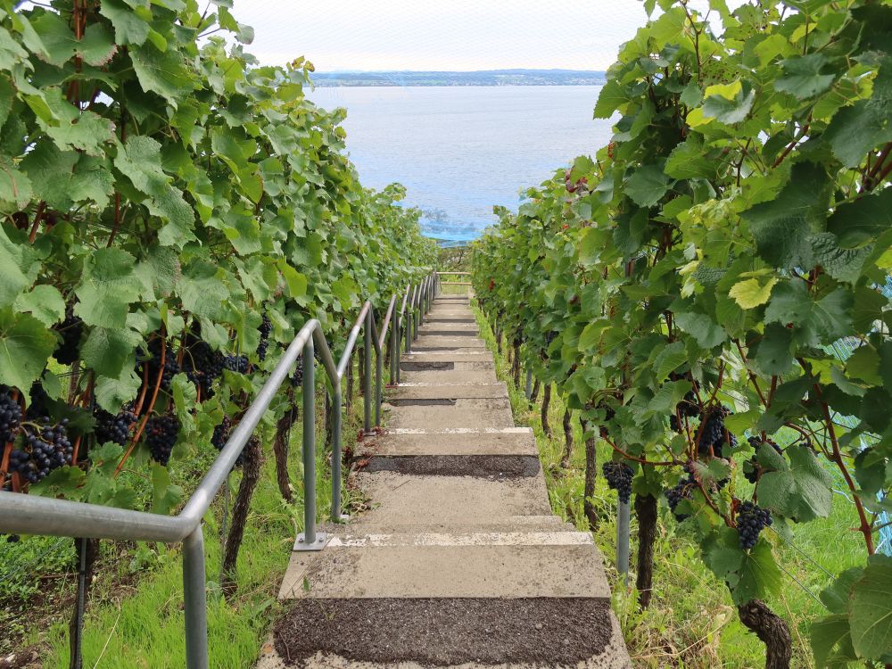 Treppe am Weinberg