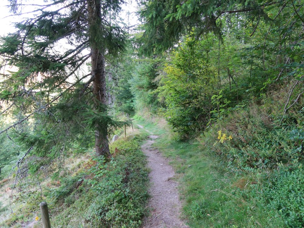 Waldpfad