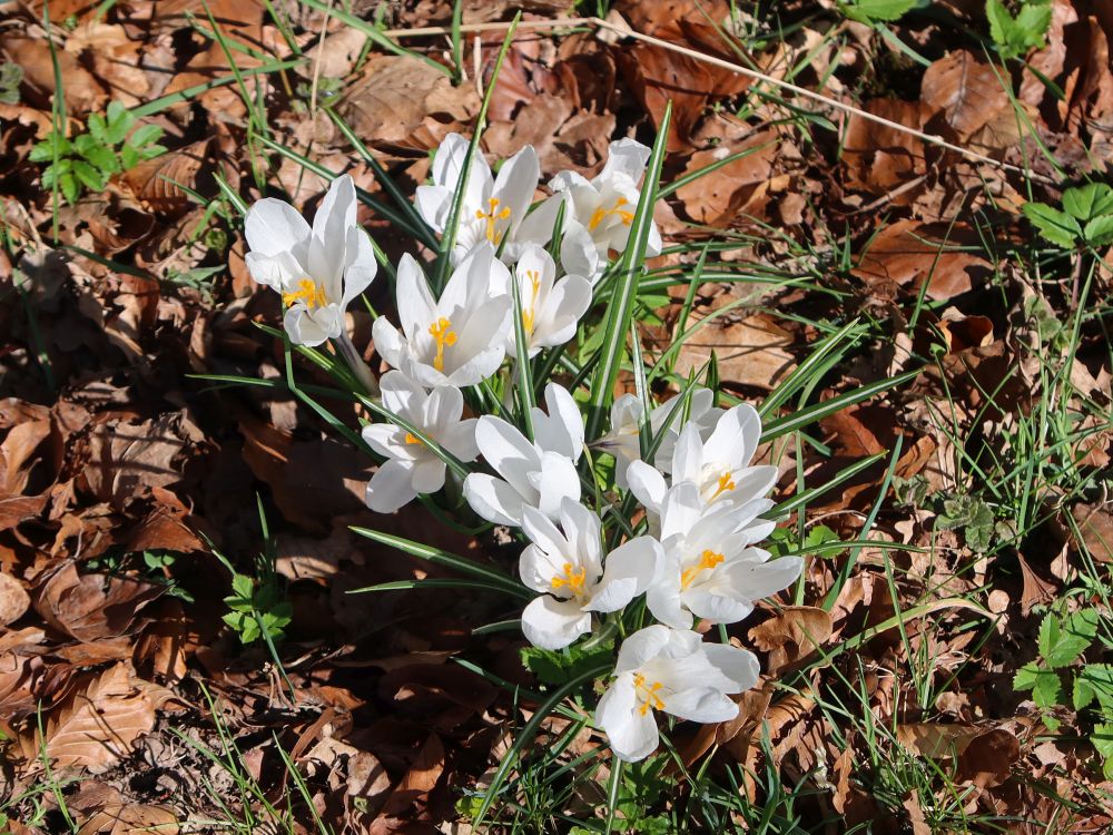 Krokus