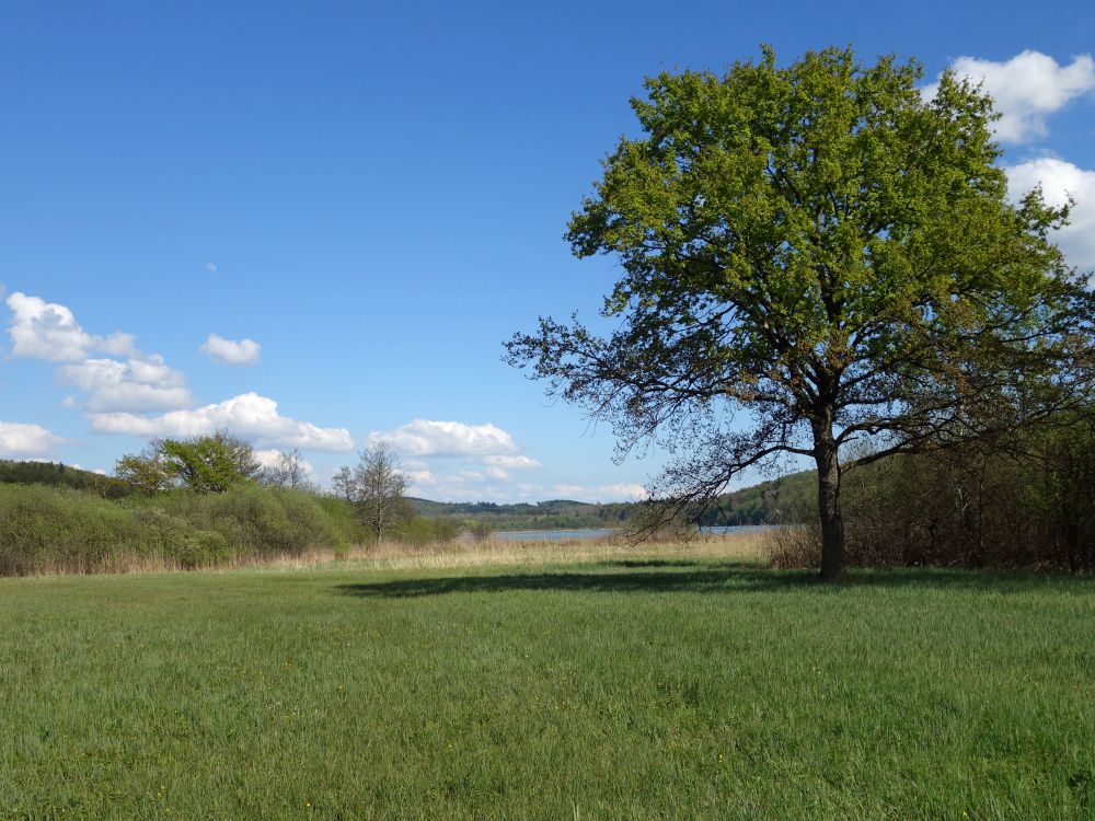 Blick zum Mindelsee