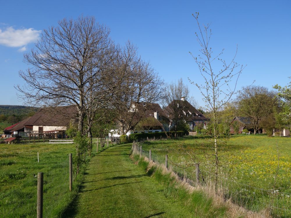 Wiesenpfad am Wildpark