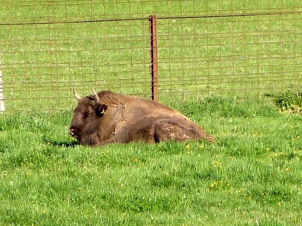 Eisent im Wildpark