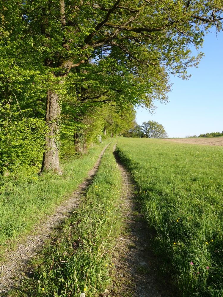 Weg am Waldrand