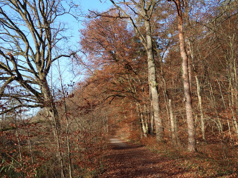 herbstlicher Waldweg