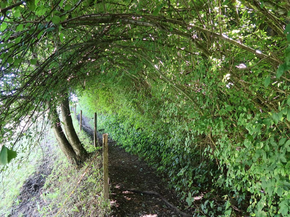 schattiger Wanderweg