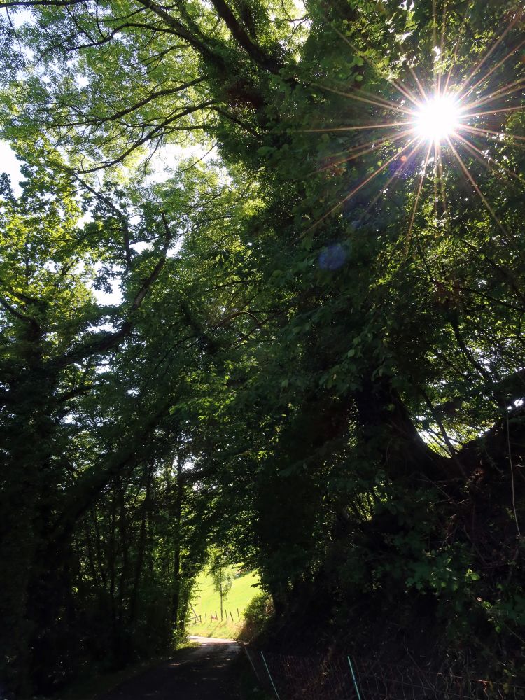 Sonnenstern zwischen den Zweigen