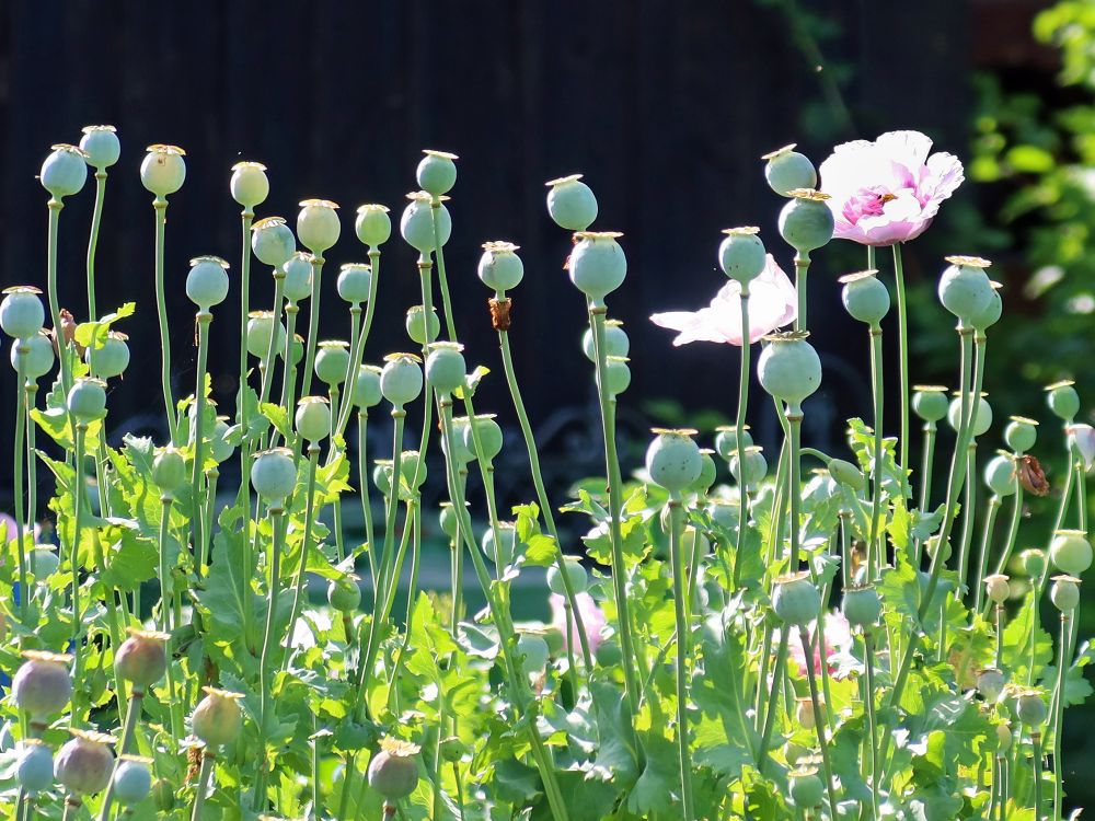 verblühter Mohn