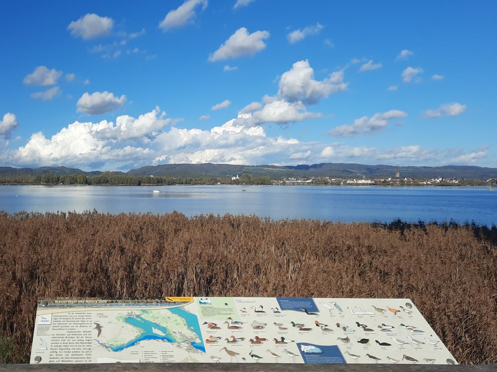 Vogelkunde und Zeller See