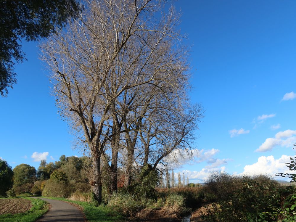 kahle Bäume am Strandweg