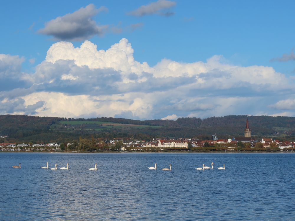 Radolfzell und Schwäne