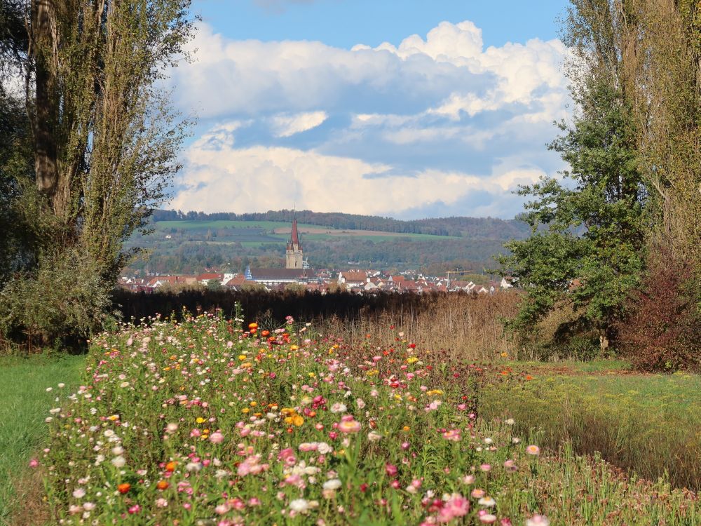 Blumenbeet und Radolfzell