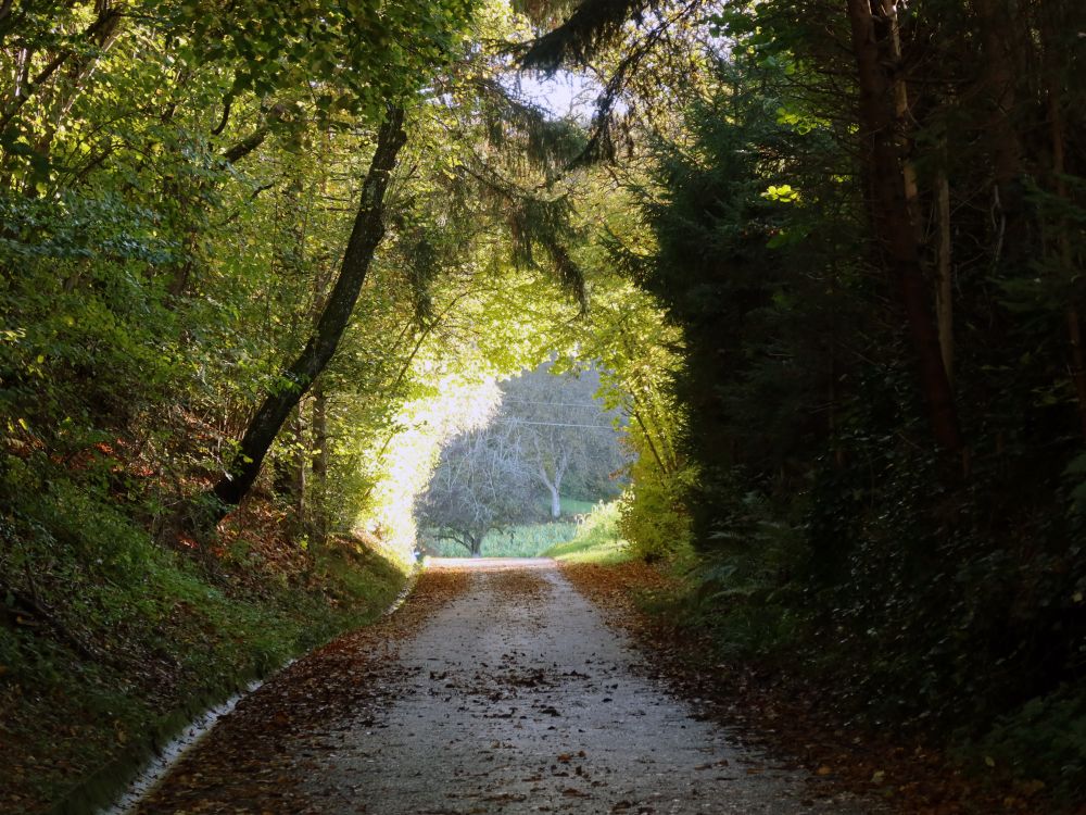 grüner Tunnel