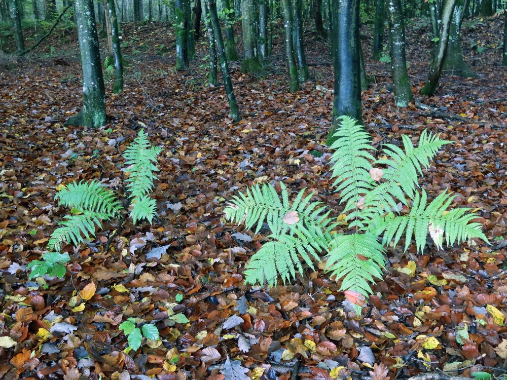 Farn auf Herbstblätter