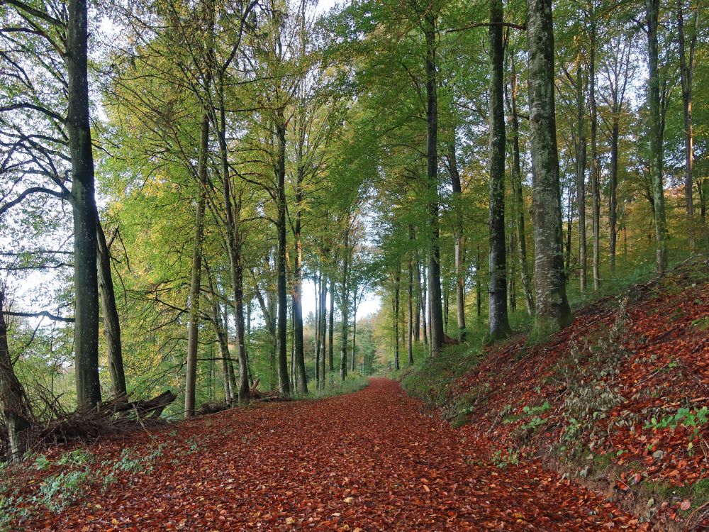 Waldweg