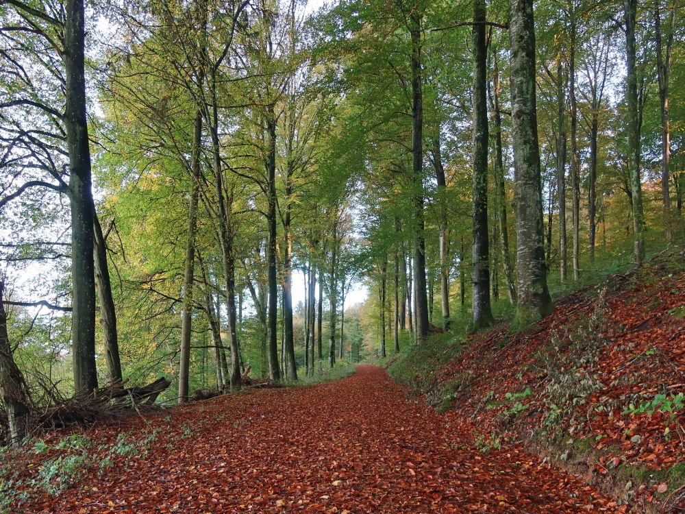 Waldweg