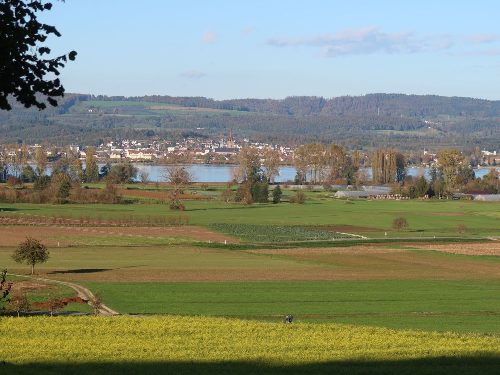 Rapsfeld und Radolfzell