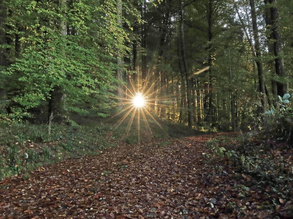 Sonne im Wald