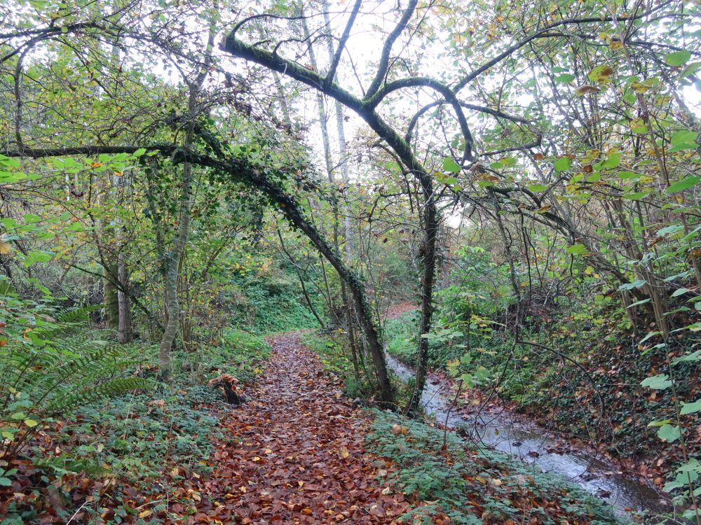 Pfad am Bankholzer Dorfbach
