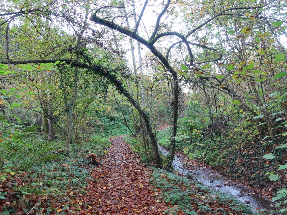 Pfad am Bankholzer Dorfbach