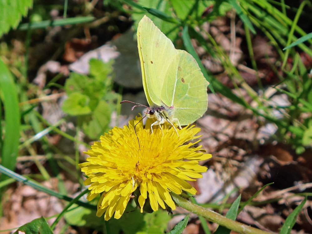 Schmetterling Zitronenfalter