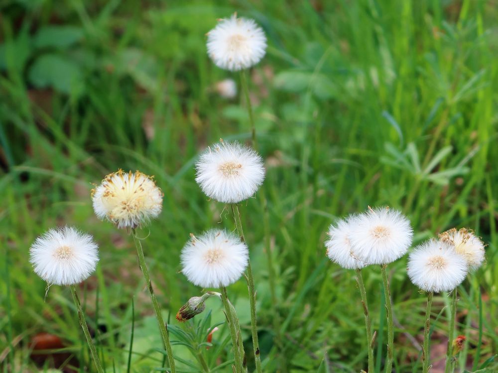 Pusteblumen