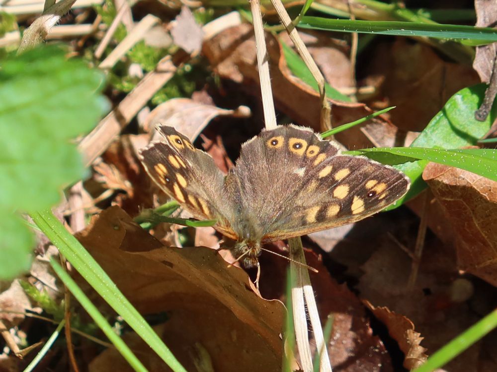 Schmetterling Waldbrettspiel