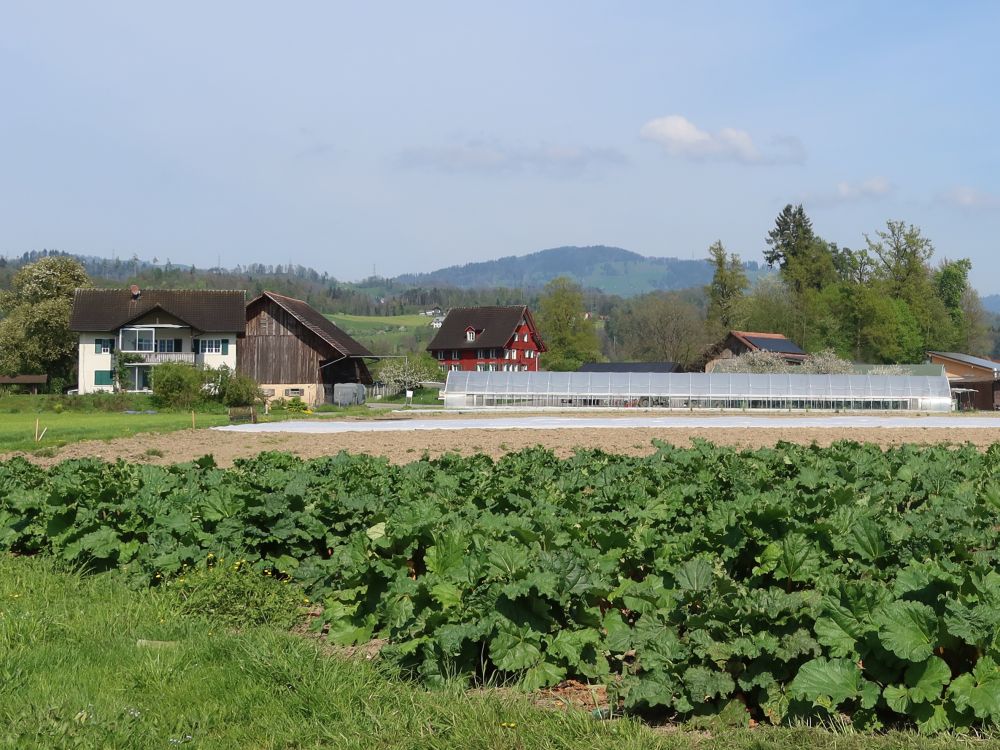 Rabarberfeld beim Auhof