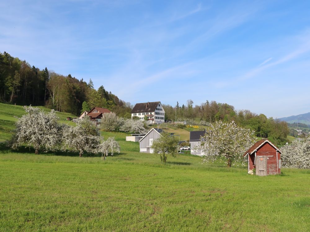 Baumblüte bei Rain