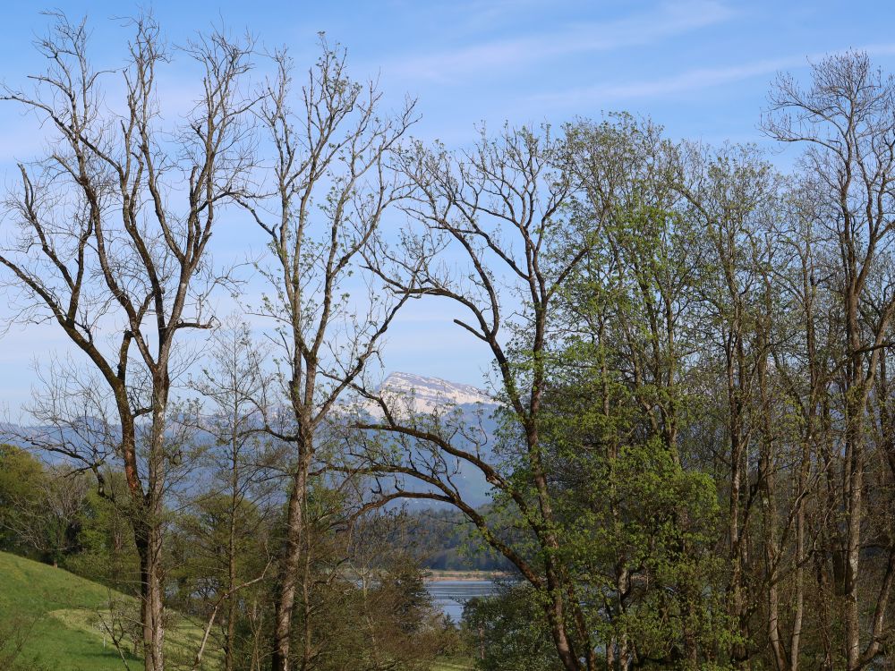 Speer hinter Bäumen