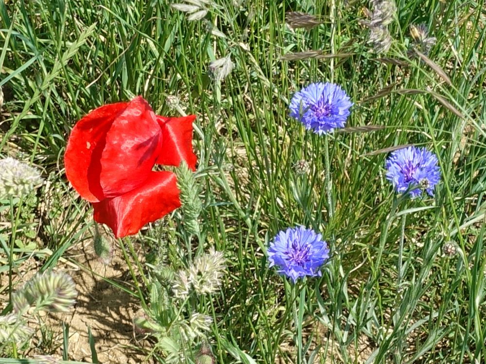 Mohn und Kornblumen