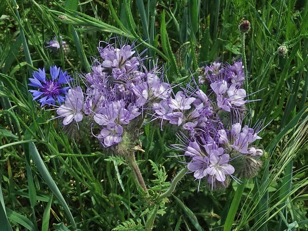 Feldblumen