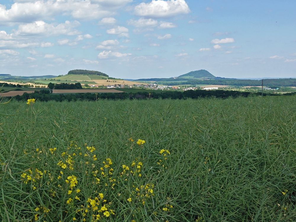 Wannenberg und Hohenhewen