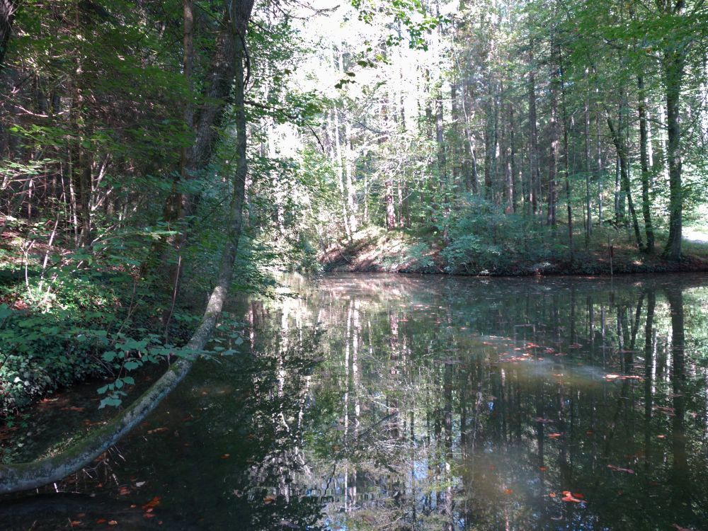 Teich