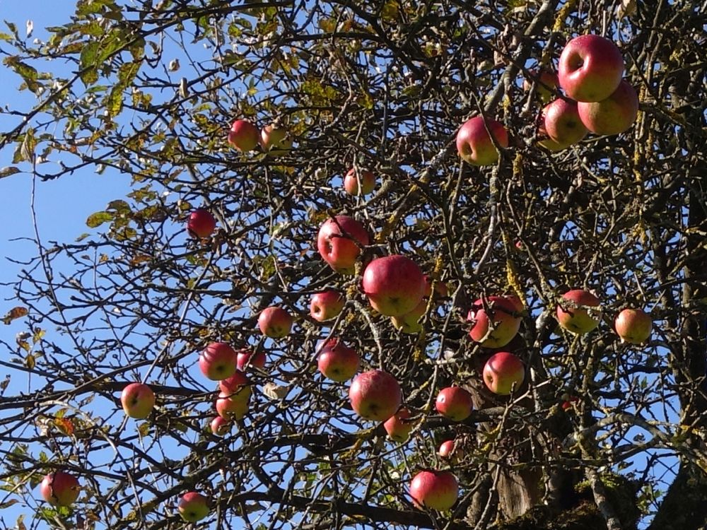 Äpfel
