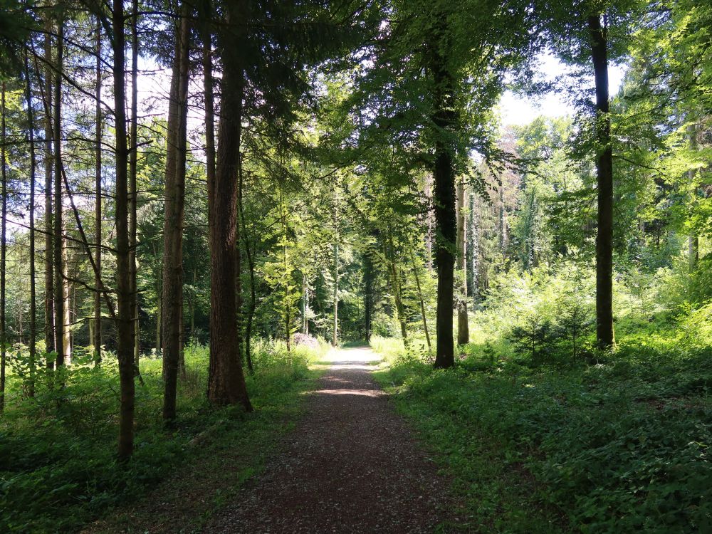 Waldweg