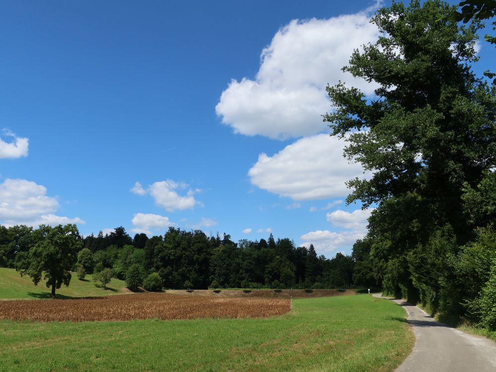 Weg bei Rüteli