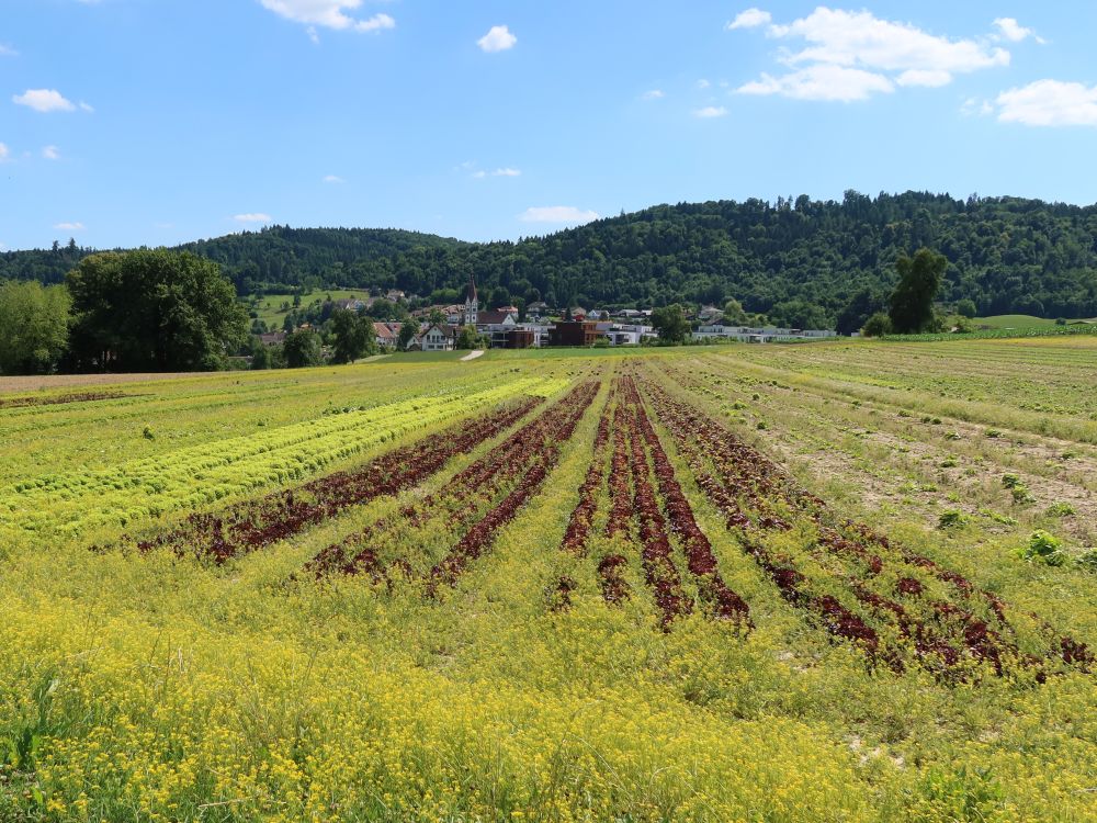 Blick Richtung Wohlenschwil