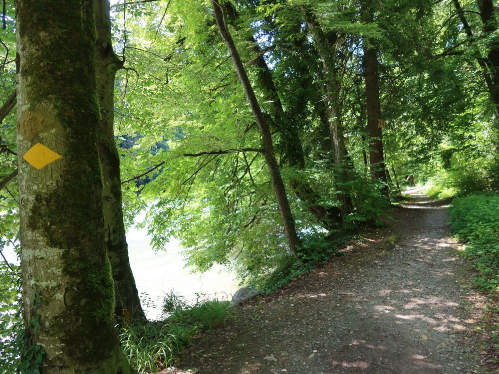 Pfad am Reussufer