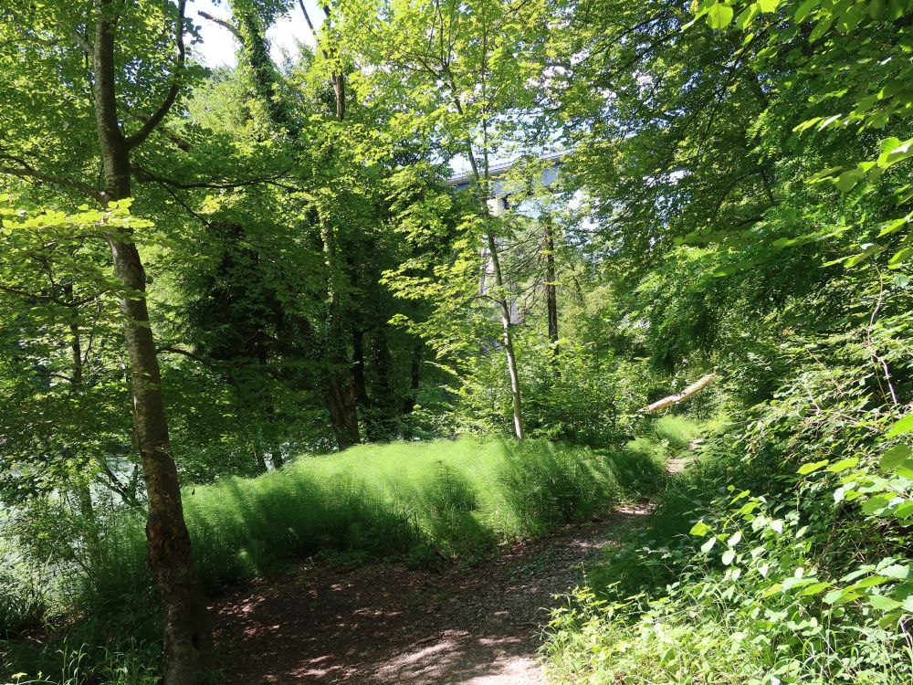 Pfad durch Schachtelhalm