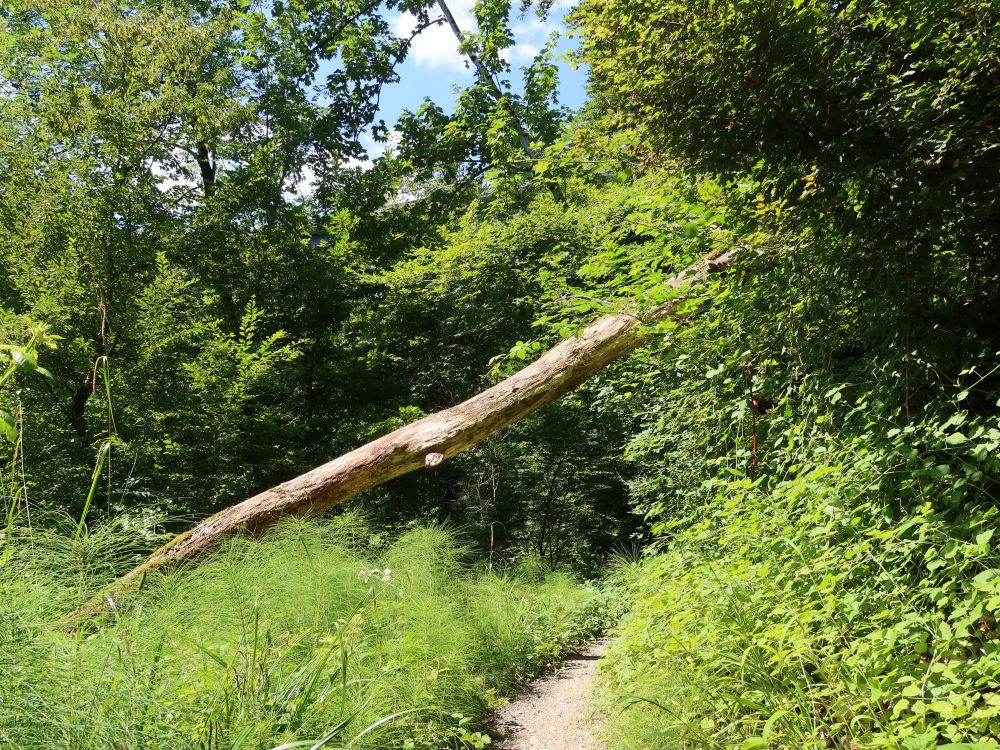 Pfad durch Schachtelhalm