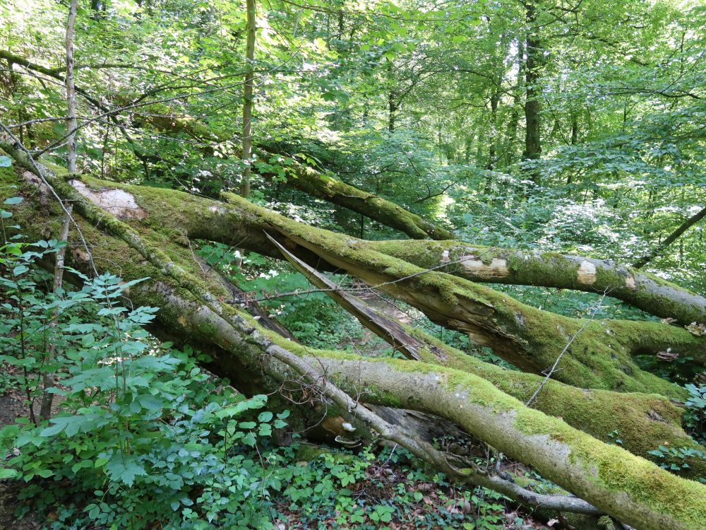 umgestürzte Bäume
